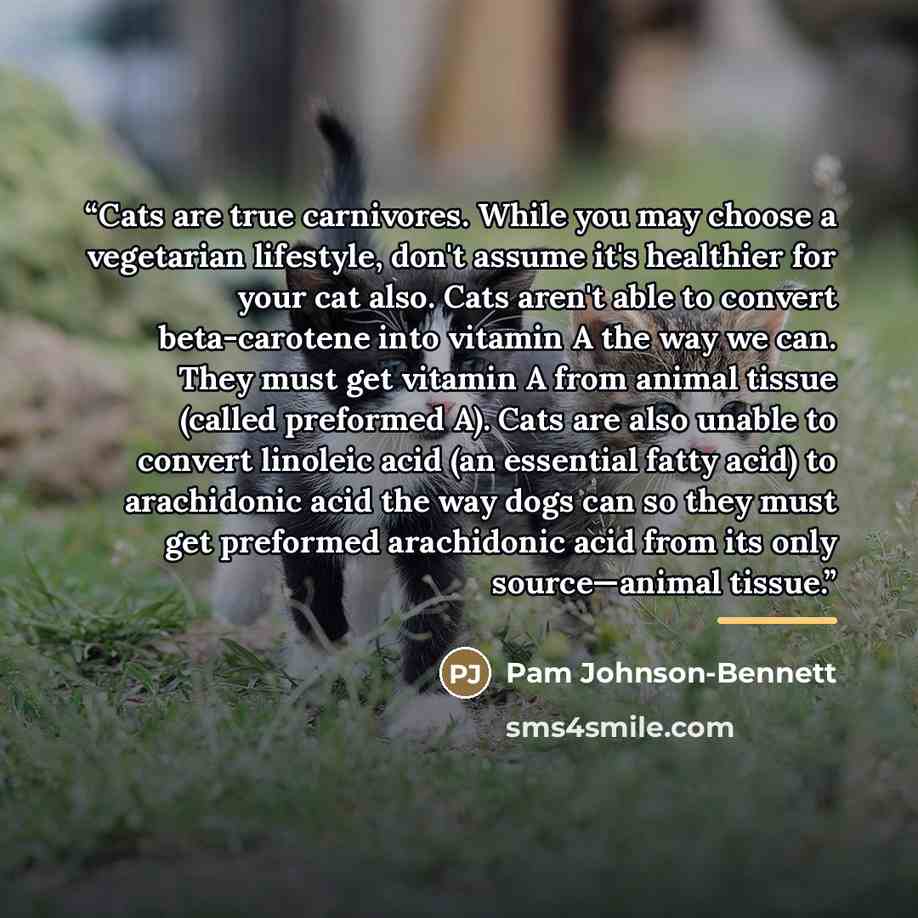 “Cats are true carnivores. While you may choose a vegetarian lifestyle, don't assume it's healthier for your cat also. Cats aren't able to convert beta-carotene into vitamin A the way we can. They must get vitamin A from animal tissue (called preformed A). Cats are also unable to convert linoleic…” quote by Pam Johnson-Bennett