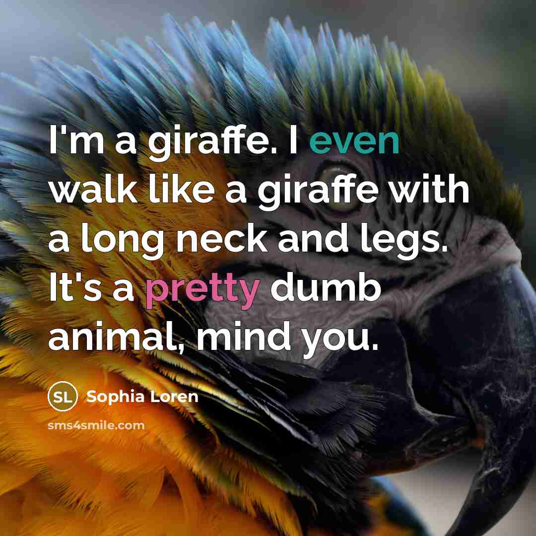 “I'm a giraffe. I even walk like a giraffe with a long neck and legs. It's a pretty dumb animal, mind you.” quote by Sophia Loren