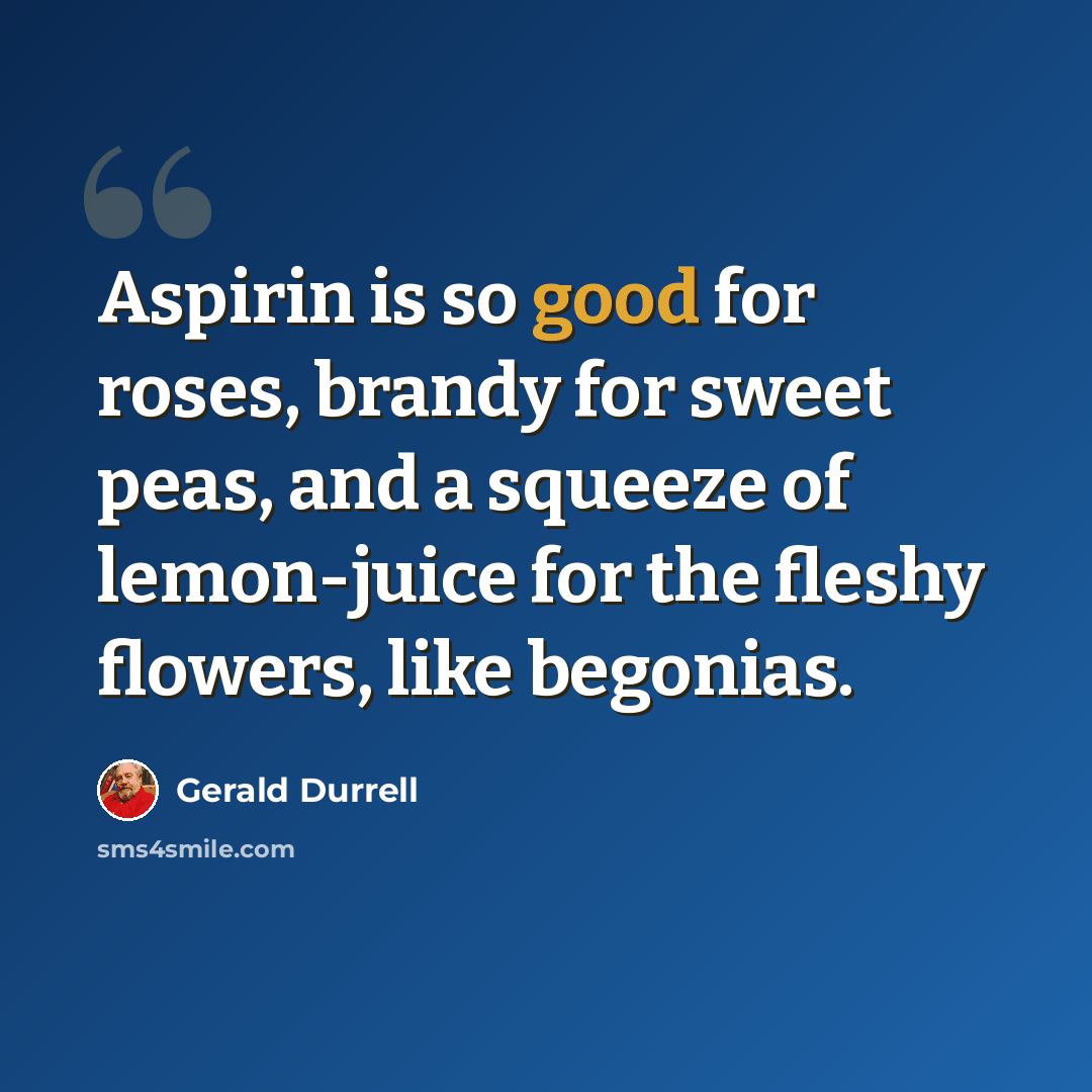 “Aspirin is so good for roses, brandy for sweet peas, and a squeeze of lemon-juice for the fleshy flowers, like begonias.” quote by Gerald Durrell
