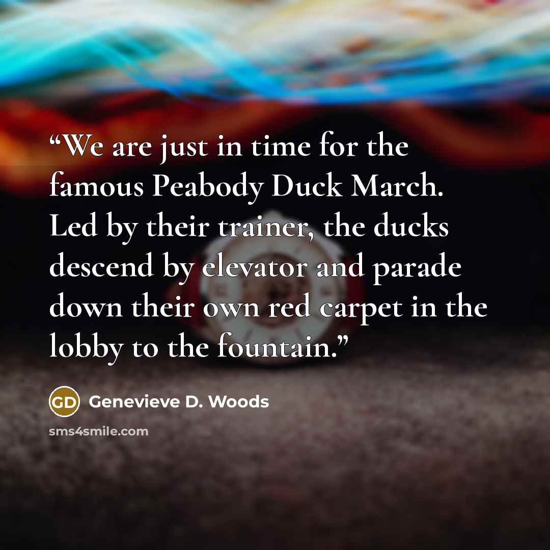 “We are just in time for the famous Peabody Duck March. Led by their trainer, the ducks descend by elevator and parade down their own red carpet in the lobby to the fountain.” quote by Genevieve D. Woods
