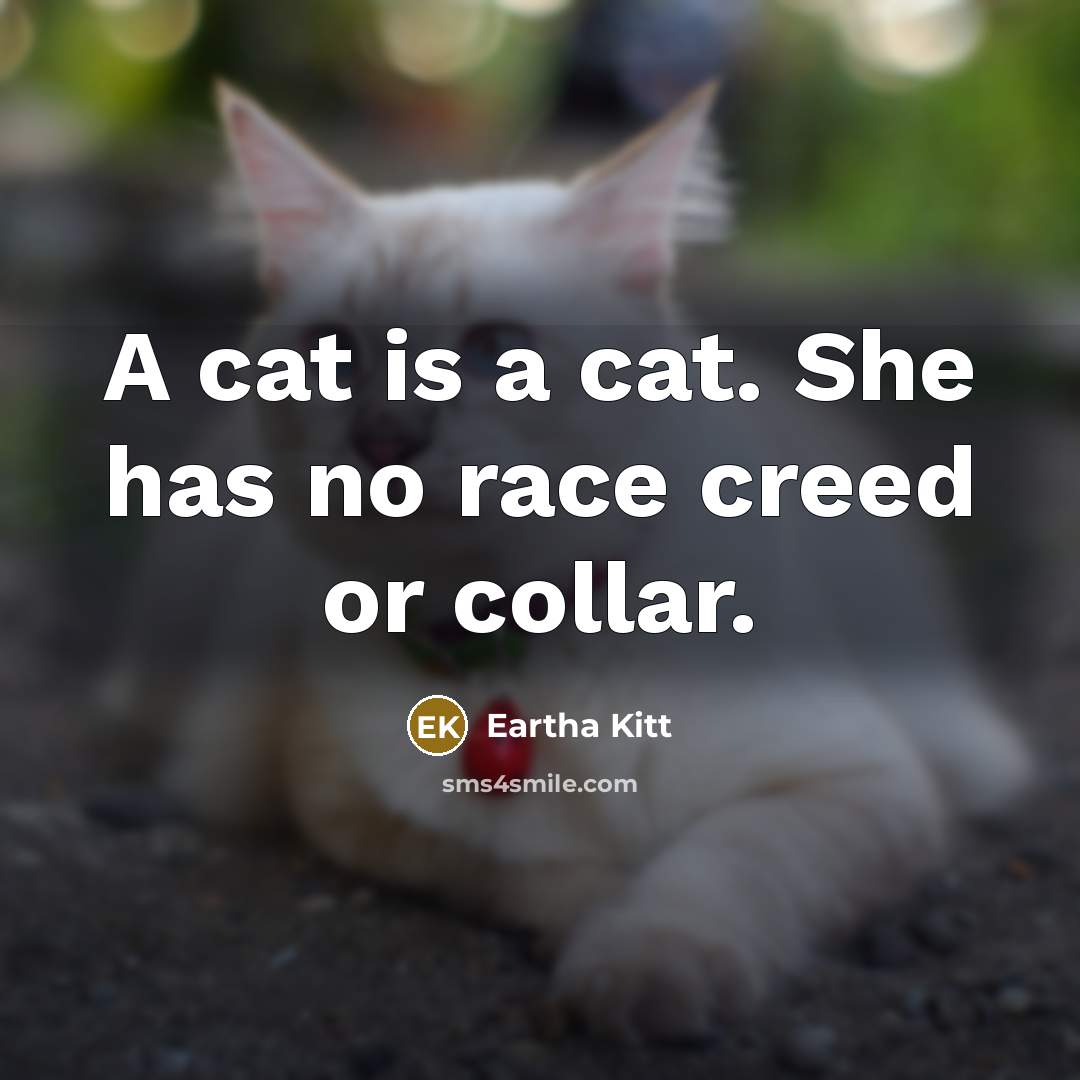“A cat is a cat. She has no race creed or collar.” quote by Eartha Kitt