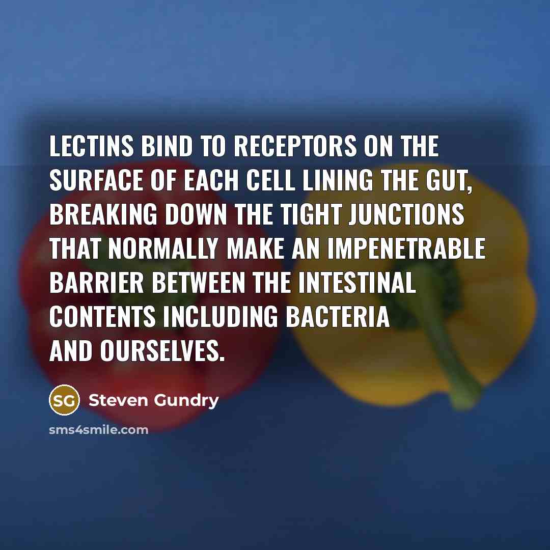 “Lectins bind to receptors on the surface of each cell lining the gut, breaking down the tight junctions that normally make an impenetrable barrier between the intestinal contents including bacteria and ourselves.” quote by Steven Gundry