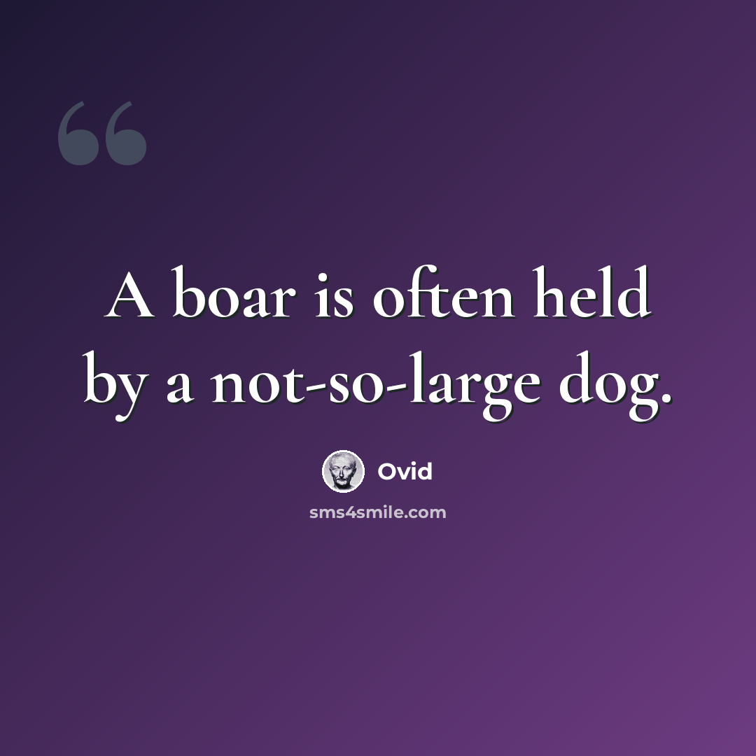 “A boar is often held by a not-so-large dog.” quote by Ovid