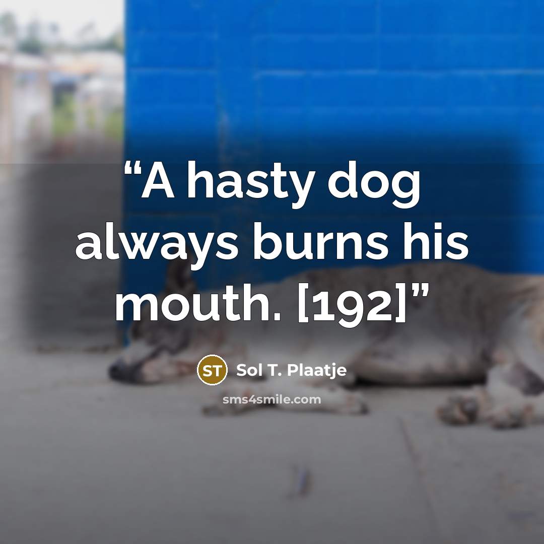“A hasty dog always burns his mouth. [192]” quote by Sol T. Plaatje