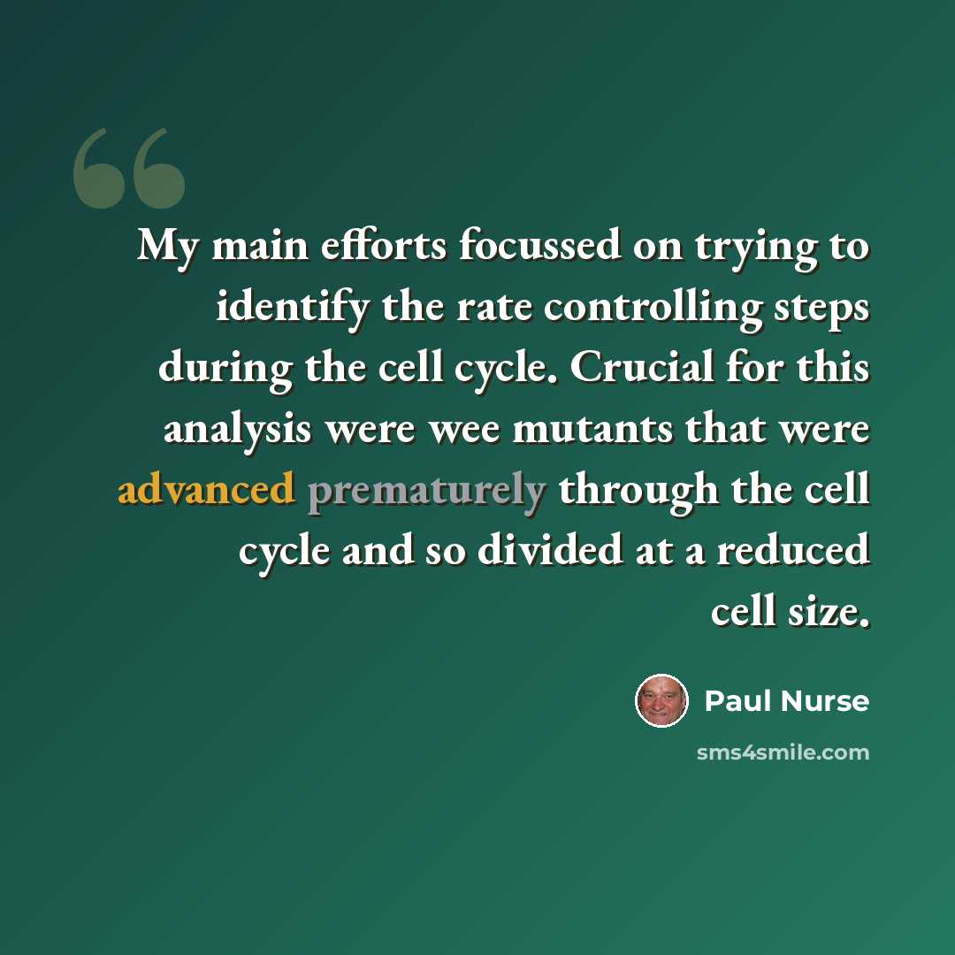 “My main efforts focussed on trying to identify the rate controlling steps during the cell cycle. Crucial for this analysis were wee mutants that were advanced prematurely through the cell cycle and so divided at a reduced cell size.” quote by Paul Nurse