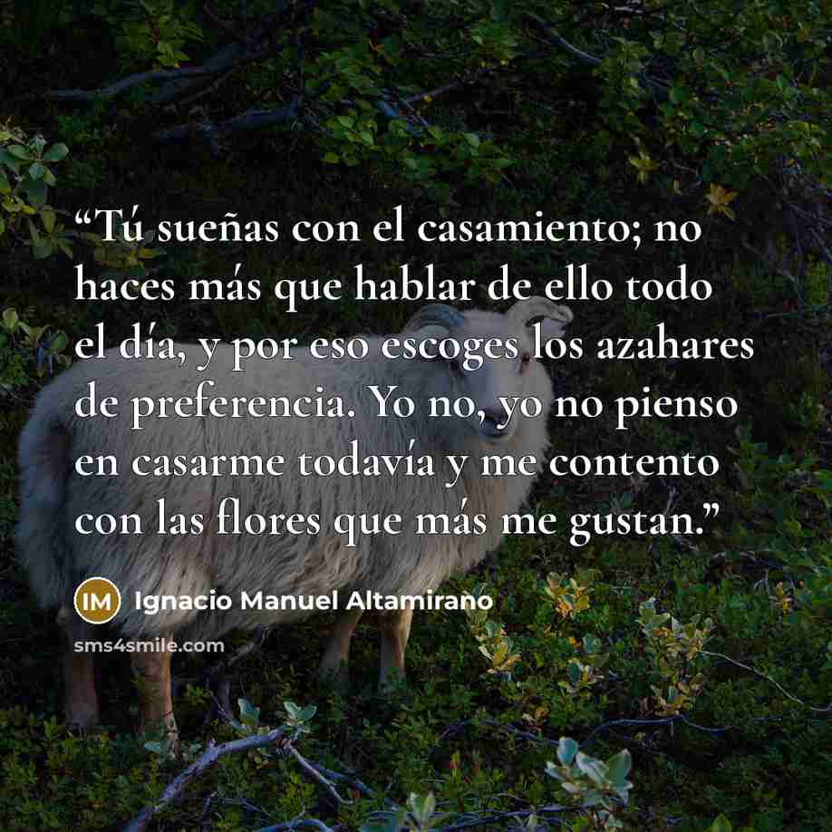 “Tú sueñas con el casamiento; no haces más que hablar de ello todo el día, y por eso escoges los azahares de preferencia. Yo no, yo no pienso en casarme todavía y me contento con las flores que más me gustan.” quote by Ignacio Manuel Altamirano