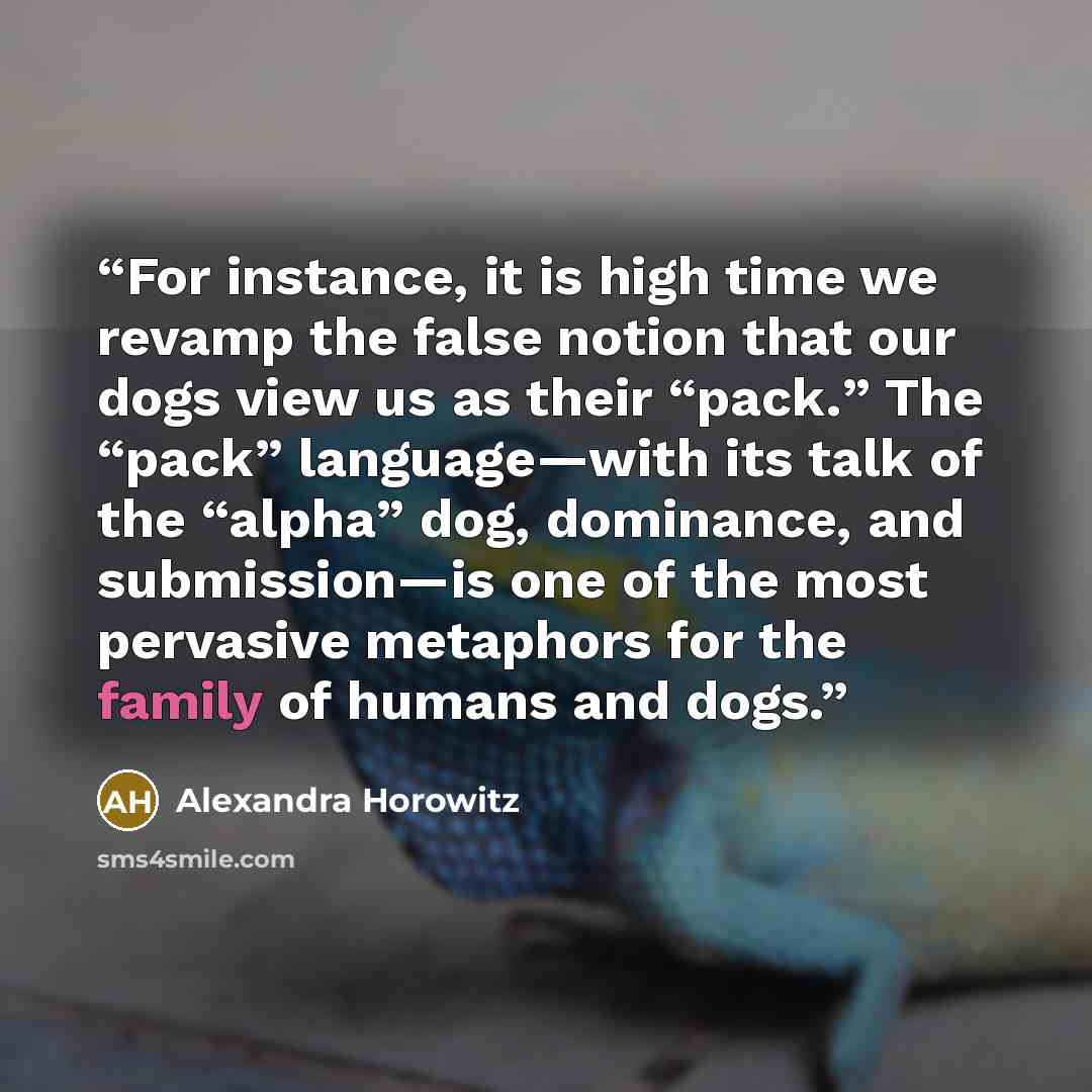 “For instance, it is high time we revamp the false notion that our dogs view us as their “pack.” The “pack” language—with its talk of the “alpha” dog, dominance, and submission—is one of the most pervasive metaphors for the family of humans and dogs.” quote by Alexandra Horowitz