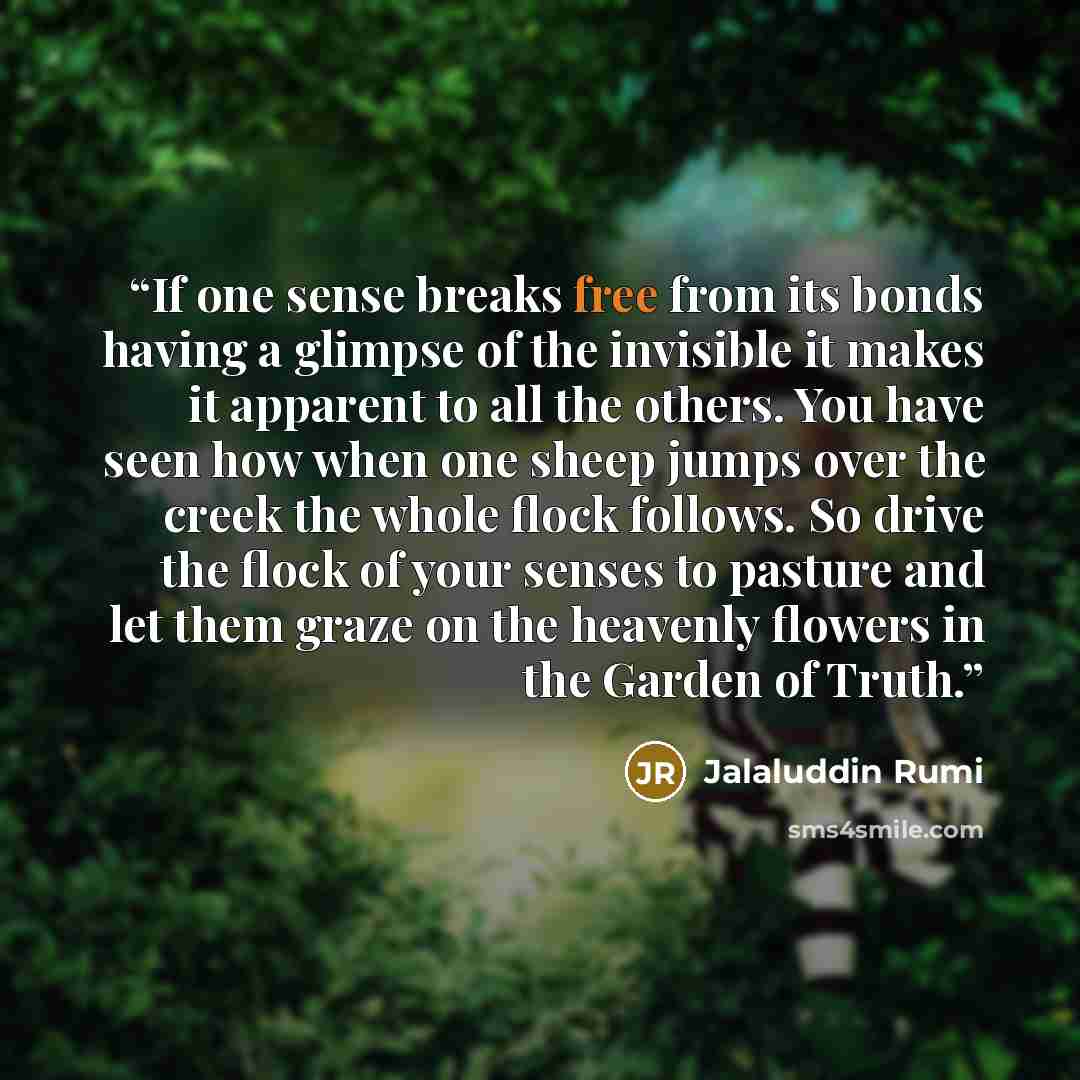 “If one sense breaks free from its bonds having a glimpse of the invisible it makes it apparent to all the others. You have seen how when one sheep jumps over the creek the whole flock follows. So drive the flock of your senses to pasture and let them graze on the heavenly flowers in the Garden of…” quote by Jalaluddin Rumi