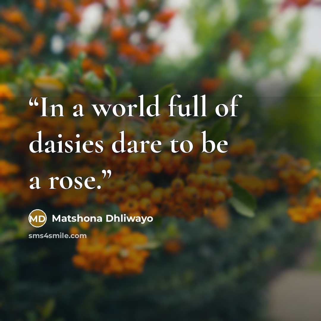 “In a world full of daisies dare to be a rose.” quote by Matshona Dhliwayo