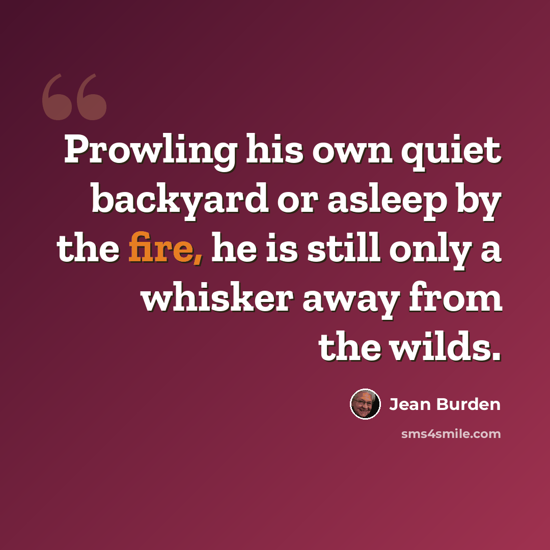 “Prowling his own quiet backyard or asleep by the fire, he is still only a whisker away from the wilds.” quote by Jean Burden