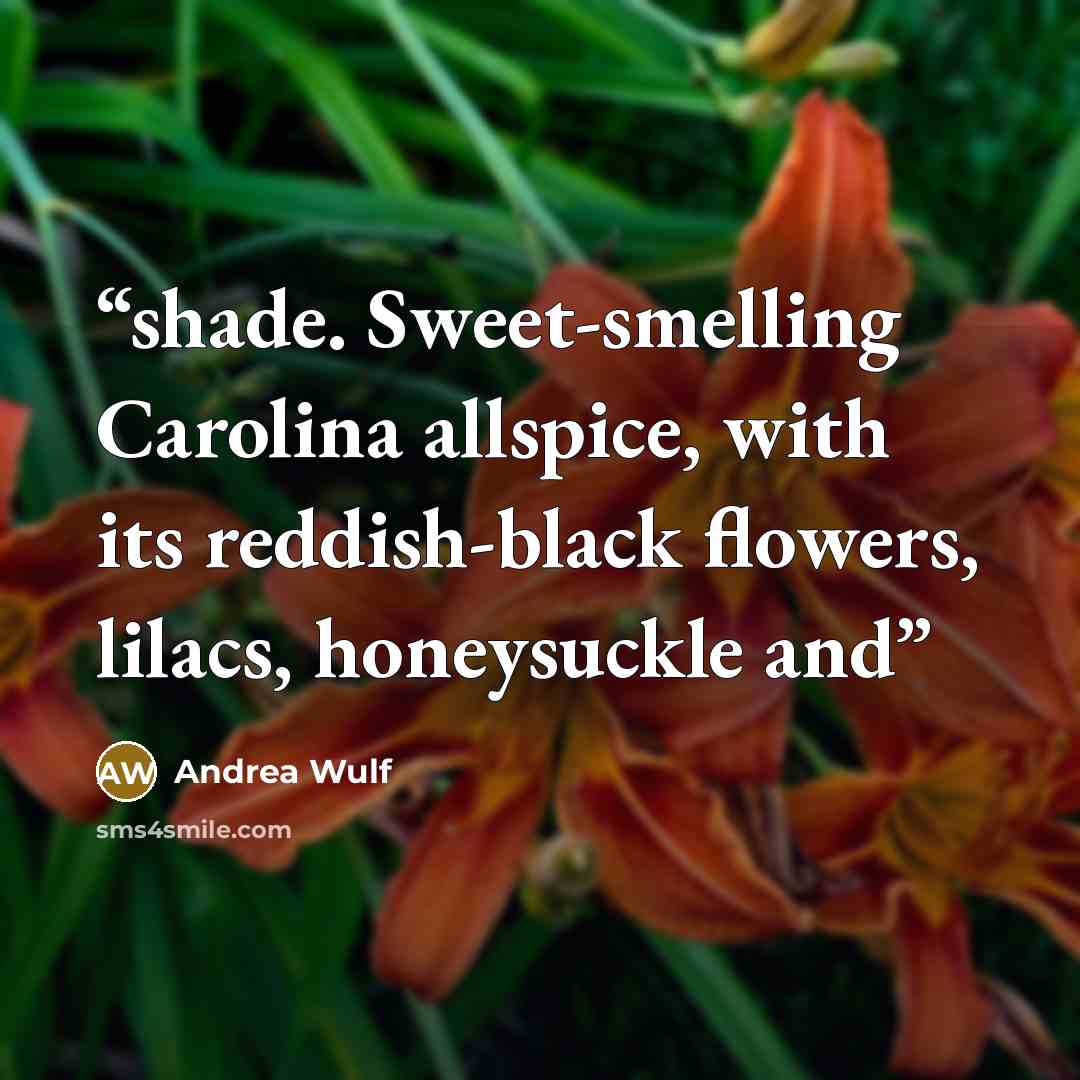 “shade. Sweet-smelling Carolina allspice, with its reddish-black flowers, lilacs, honeysuckle and” quote by Andrea Wulf