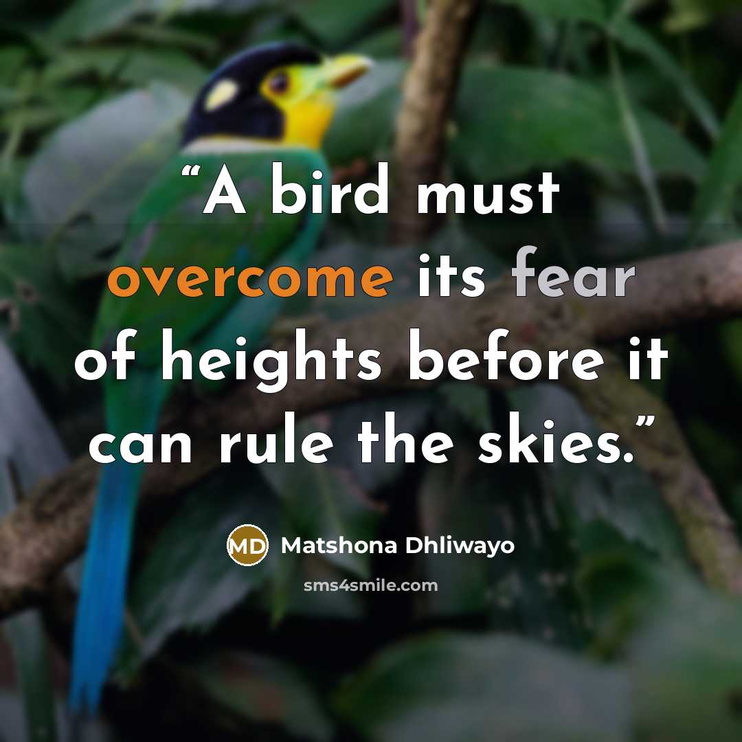 “A bird must overcome its fear of heights before it can rule the skies.” quote by Matshona Dhliwayo