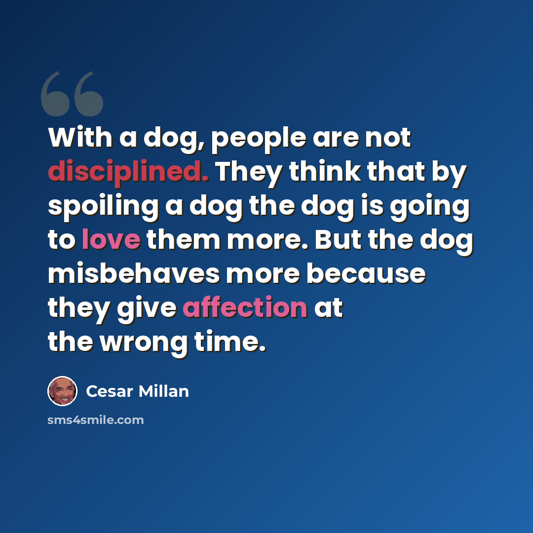 “With a dog, people are not disciplined. They think that by spoiling a dog the dog is going to love them more. But the dog misbehaves more because they give affection at the wrong time.” quote by Cesar Millan