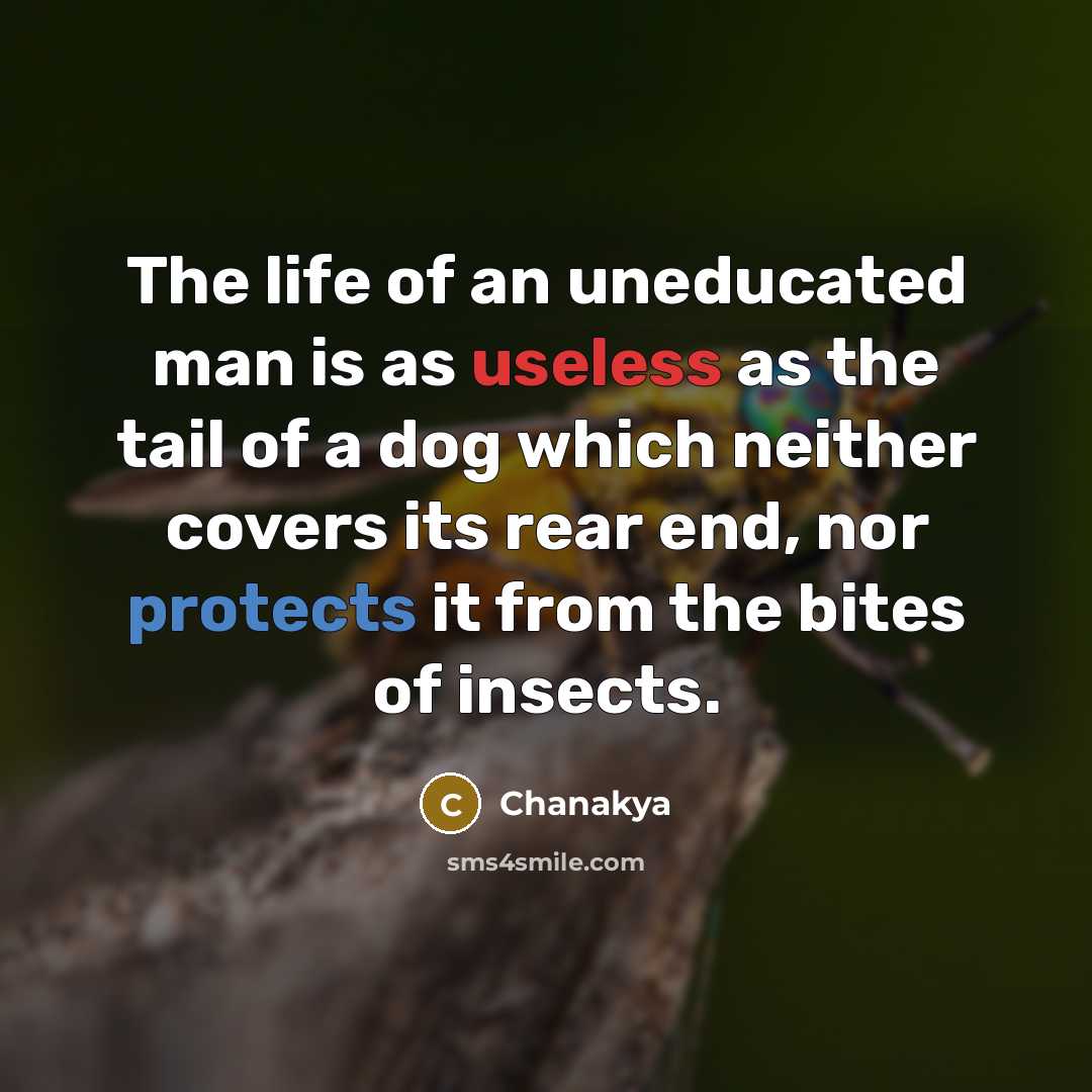 “The life of an uneducated man is as useless as the tail of a dog which neither covers its rear end, nor protects it from the bites of insects.” quote by Chanakya