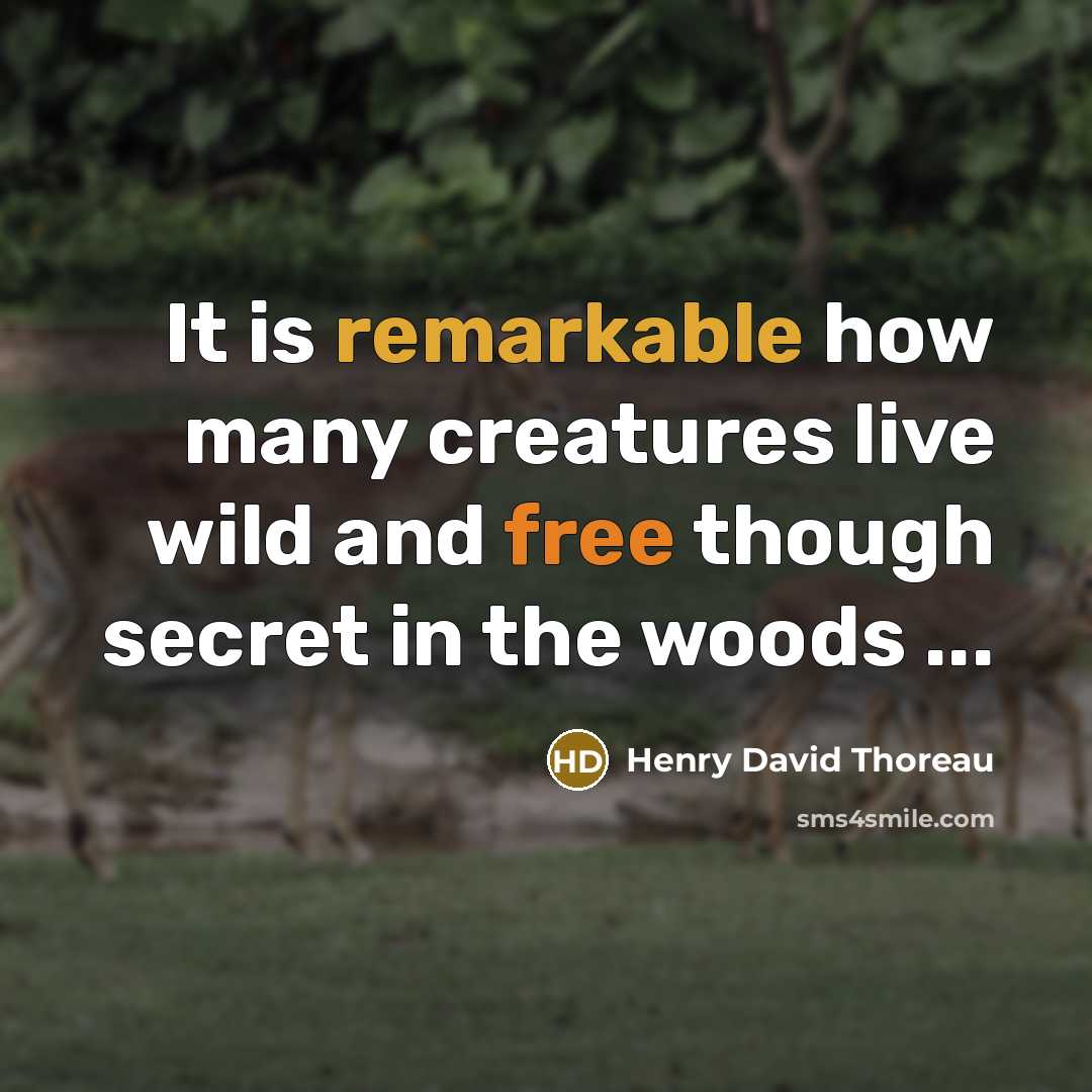 “It is remarkable how many creatures live wild and free though secret in the woods ...” quote by Henry David Thoreau