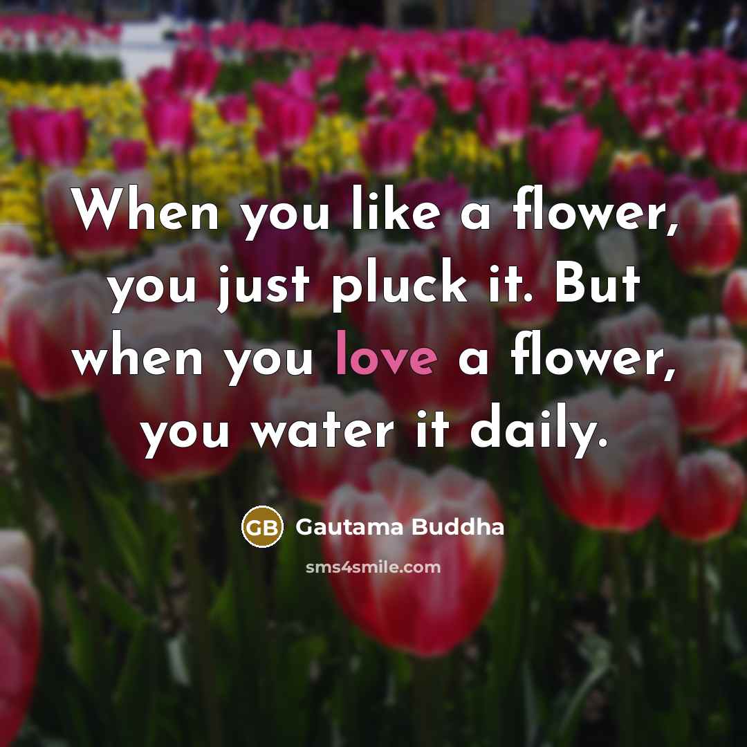“When you like a flower, you just pluck it. But when you love a flower, you water it daily.” quote by Gautama Buddha