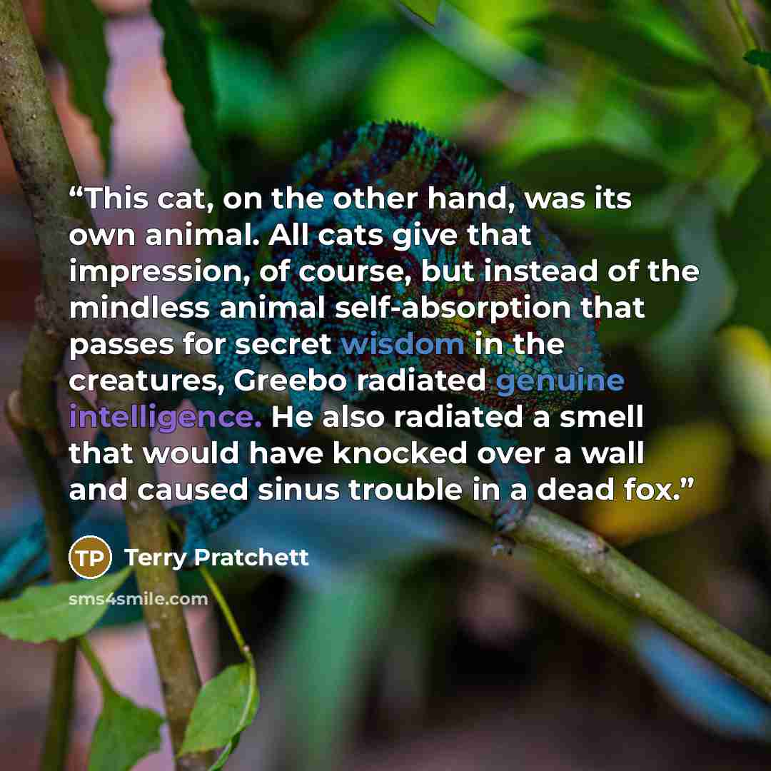 “This cat, on the other hand, was its own animal. All cats give that impression, of course, but instead of the mindless animal self-absorption that passes for secret wisdom in the creatures, Greebo radiated genuine intelligence. He also radiated a smell that would have knocked over a wall and…” quote by Terry Pratchett