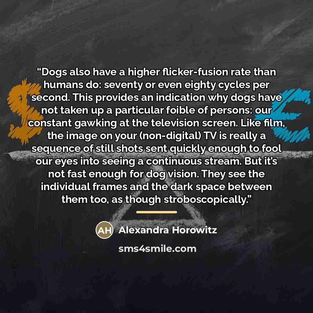 “Dogs also have a higher flicker-fusion rate than humans do: seventy or even eighty cycles per second. This provides an indication why dogs have not taken up a particular foible of persons: our constant gawking at the television screen. Like film, the image on your (non-digital) TV is really a…” quote by Alexandra Horowitz