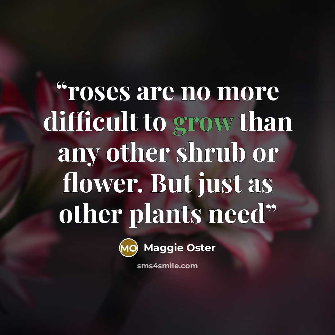 “roses are no more difficult to grow than any other shrub or flower. But just as other plants need” quote by Maggie Oster