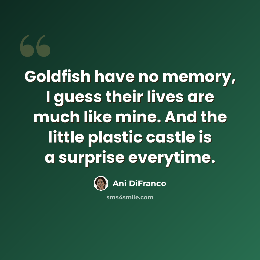 “Goldfish have no memory, I guess their lives are much like mine. And the little plastic castle is a surprise everytime.” quote by Ani DiFranco