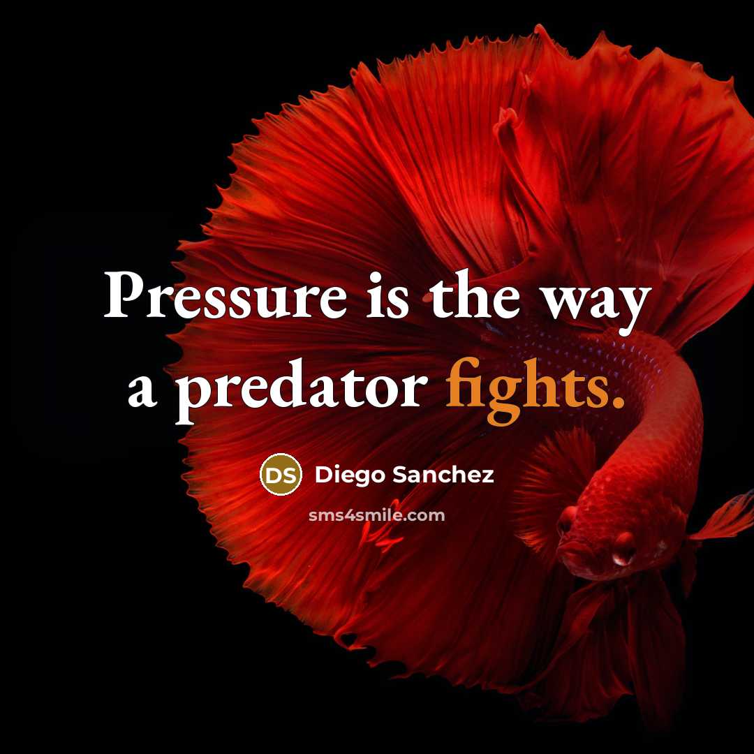 “Pressure is the way a predator fights.” quote by Diego Sanchez