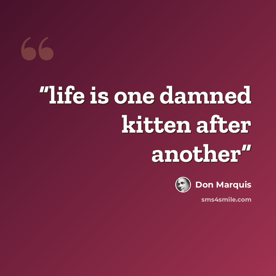 “life is one damned kitten after another” quote by Don Marquis