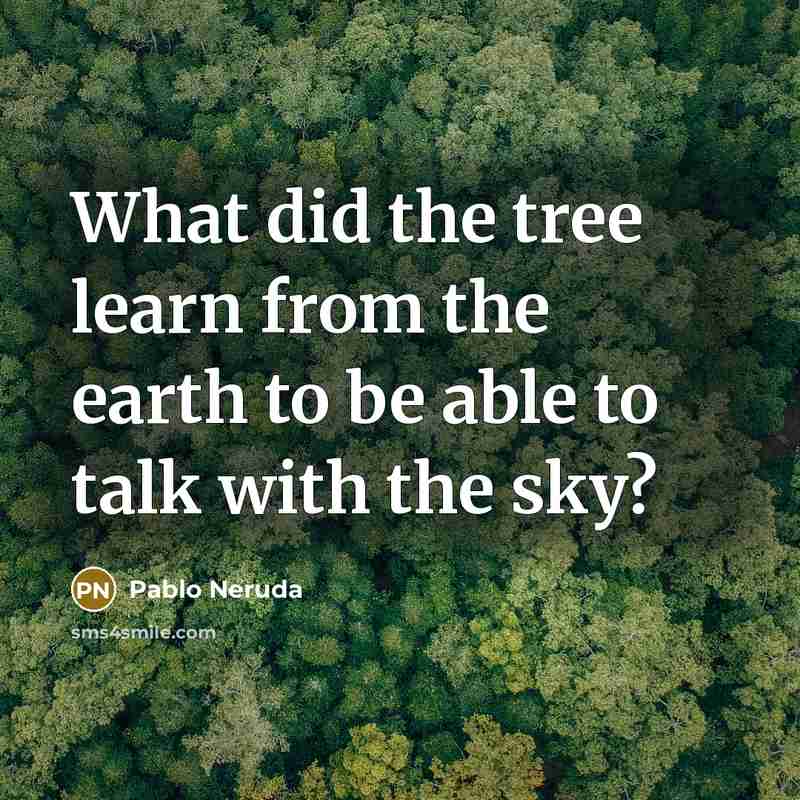 “What did the tree learn from the earth to be able to talk with the sky?” quote by Pablo Neruda