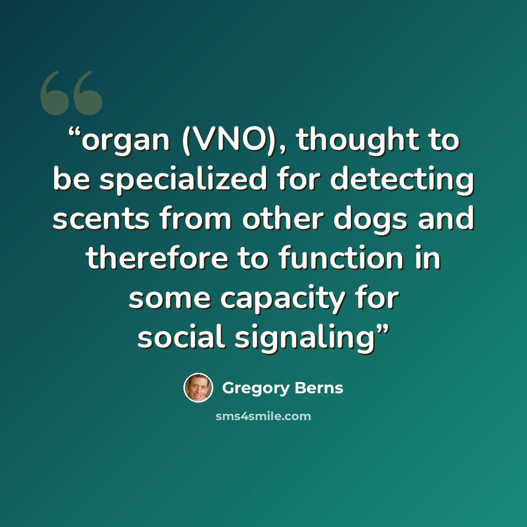 “organ (VNO), thought to be specialized for detecting scents from other dogs and therefore to function in some capacity for social signaling” quote by Gregory Berns