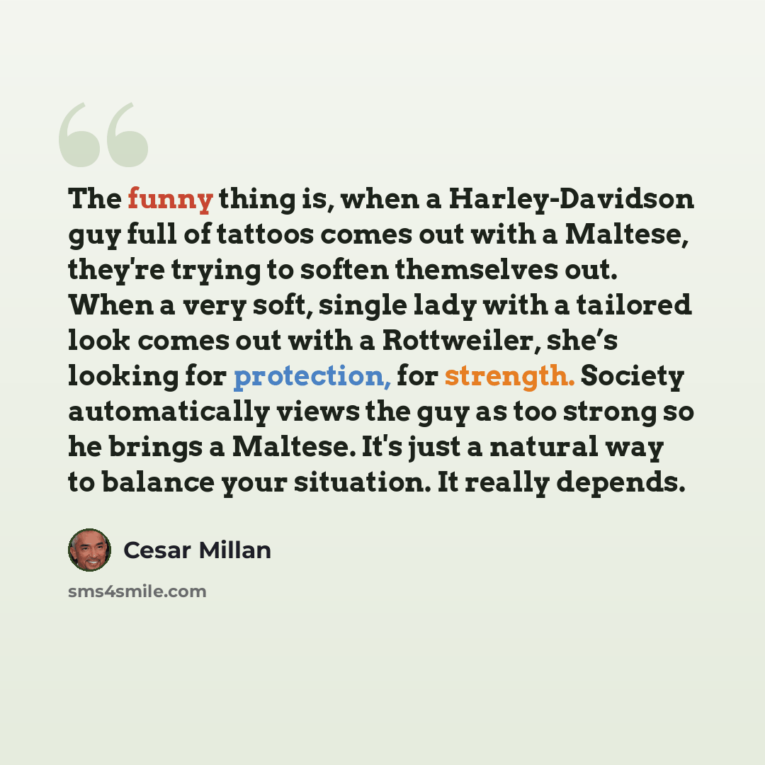 “The funny thing is, when a Harley-Davidson guy full of tattoos comes out with a Maltese, they're trying to soften themselves out. When a very soft, single lady with a tailored look comes out with a Rottweiler, she’s looking for protection, for strength. Society automatically views the guy as too…” quote by Cesar Millan