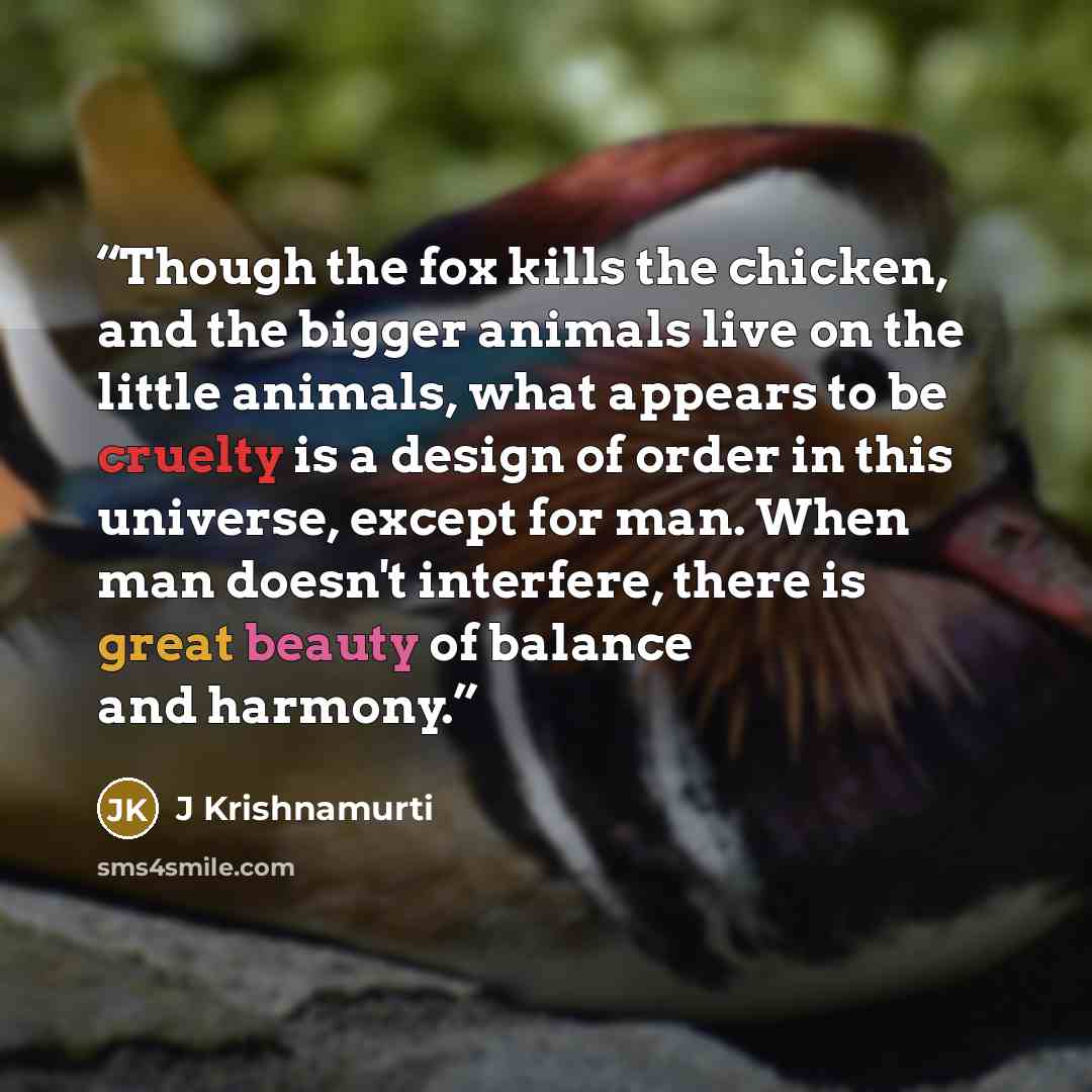 “Though the fox kills the chicken, and the bigger animals live on the little animals, what appears to be cruelty is a design of order in this universe, except for man. When man doesn't interfere, there is great beauty of balance and harmony.” quote by J KRISHNAMURTI