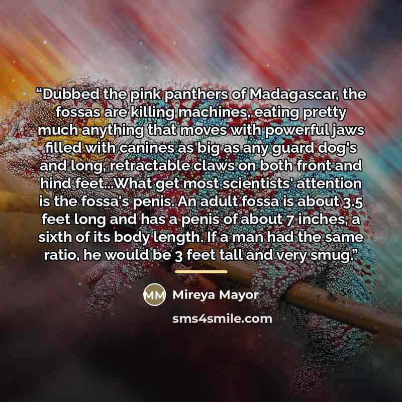 “Dubbed the pink panthers of Madagascar, the fossas are killing machines, eating pretty much anything that moves with powerful jaws filled with canines as big as any guard dog's and long, retractable claws on both front and hind feet...What get most scientists' attention is the fossa's penis. An…” quote by Mireya Mayor