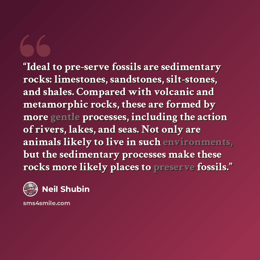 “Ideal to pre-serve fossils are sedimentary rocks: limestones, sandstones, silt-stones, and shales. Compared with volcanic and metamorphic rocks, these are formed by more gentle processes, including the action of rivers, lakes, and seas. Not only are animals likely to live in such environments, but…” quote by Neil Shubin