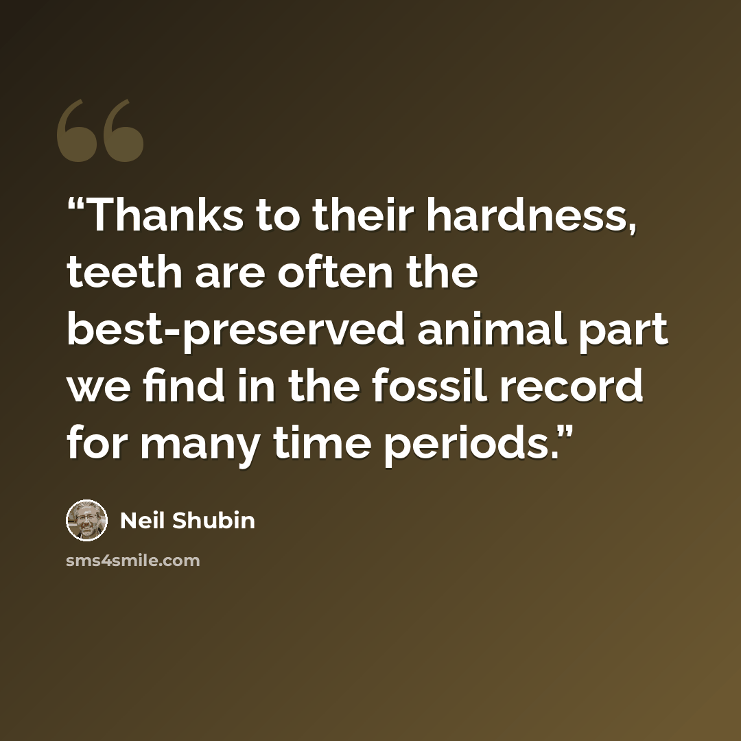 “Thanks to their hardness, teeth are often the best-preserved animal part we find in the fossil record for many time periods.” quote by Neil Shubin