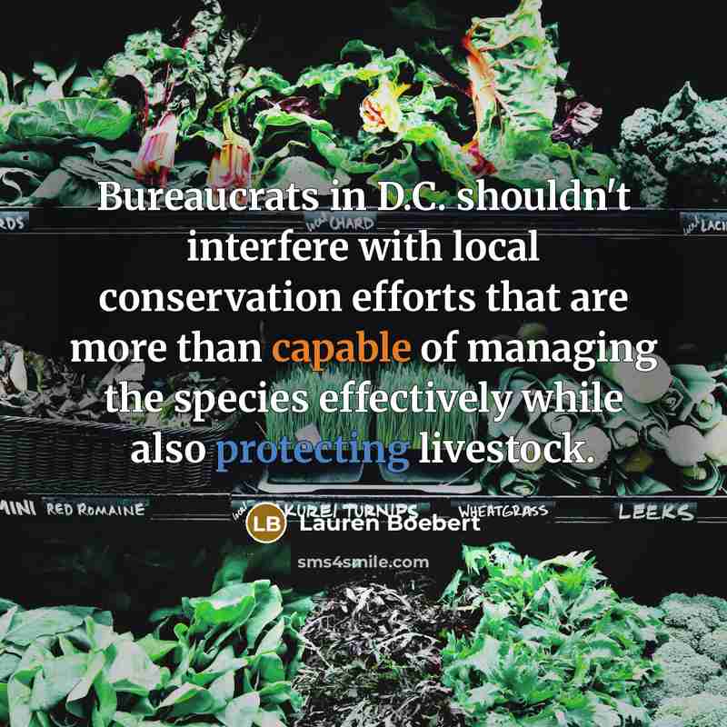 “Bureaucrats in D.C. shouldn't interfere with local conservation efforts that are more than capable of managing the species effectively while also protecting livestock.” quote by Lauren Boebert