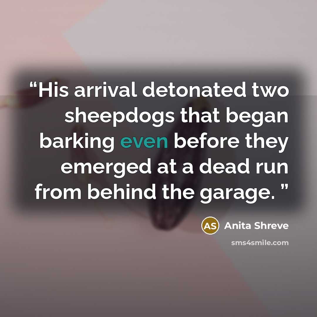 “His arrival detonated two sheepdogs that began barking even before they emerged at a dead run from behind the garage.” quote by Anita Shreve