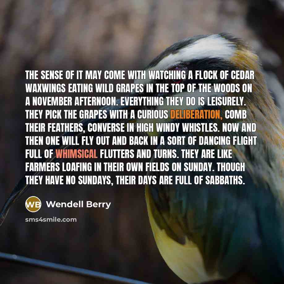 “The sense of it may come with watching a flock of cedar waxwings eating wild grapes in the top of the woods on a November afternoon. Everything they do is leisurely. They pick the grapes with a curious deliberation, comb their feathers, converse in high windy whistles. Now and then one will fly…” quote by Wendell Berry