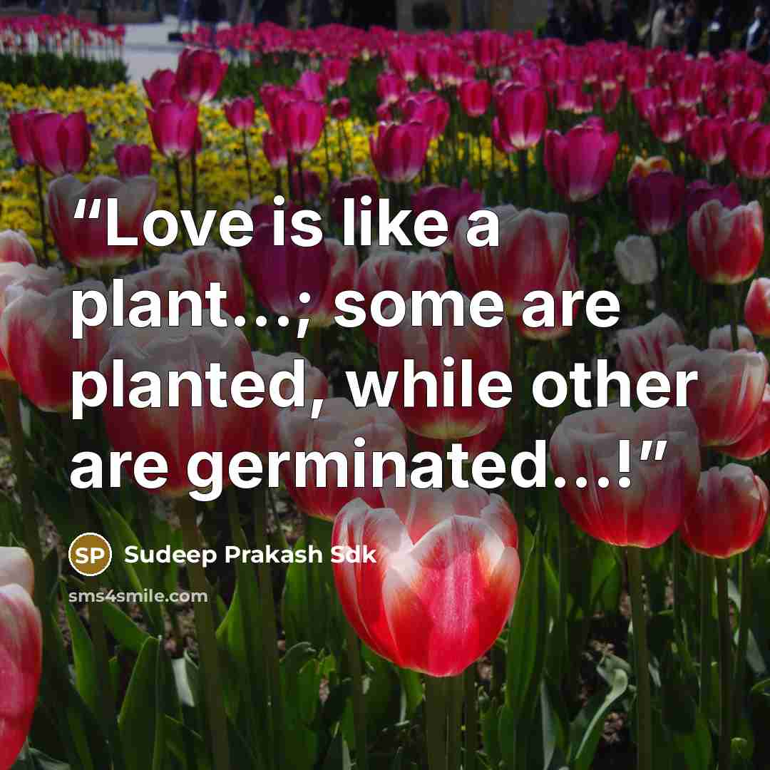 “Love is like a plant...; some are planted, while other are germinated...!” quote by Sudeep Prakash Sdk