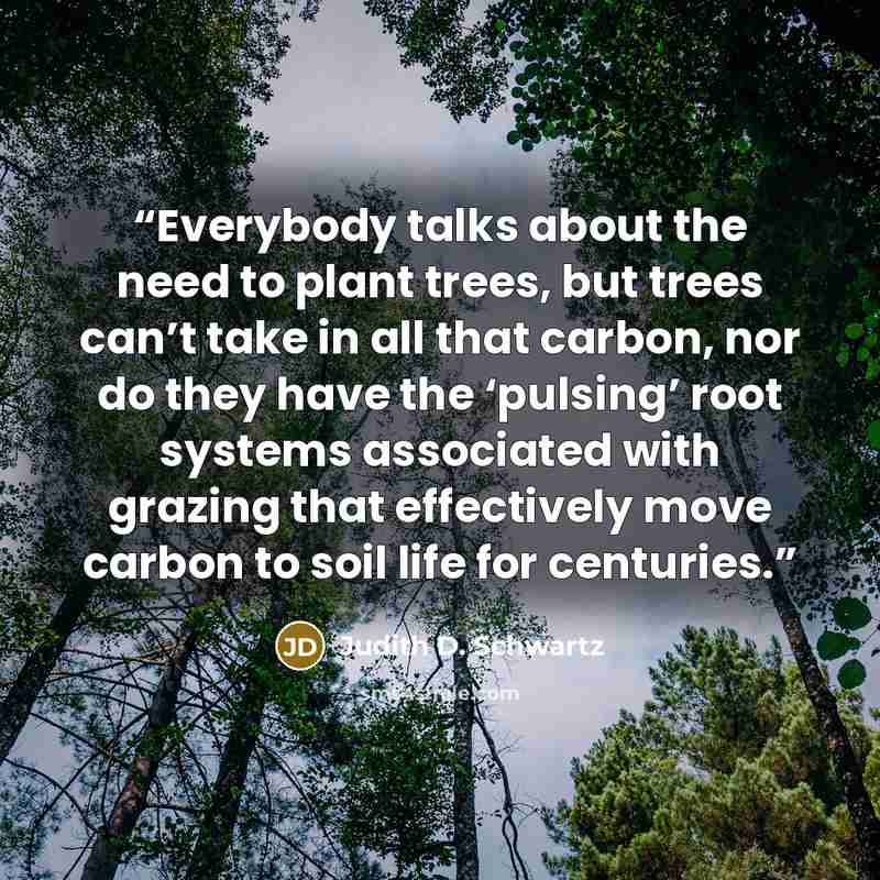 “Everybody talks about the need to plant trees, but trees can’t take in all that carbon, nor do they have the ‘pulsing’ root systems associated with grazing that effectively move carbon to soil life for centuries.” quote by Judith D. Schwartz