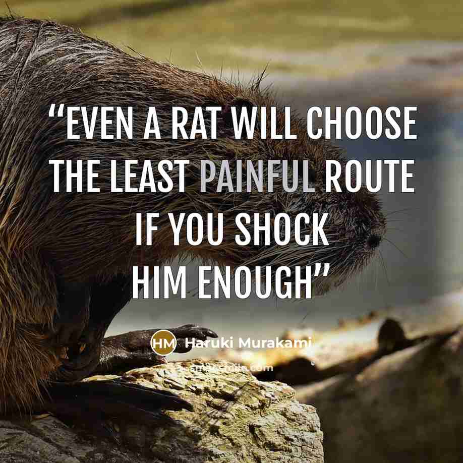 “Even a rat will choose the least painful route if you shock him enough” quote by Haruki Murakami