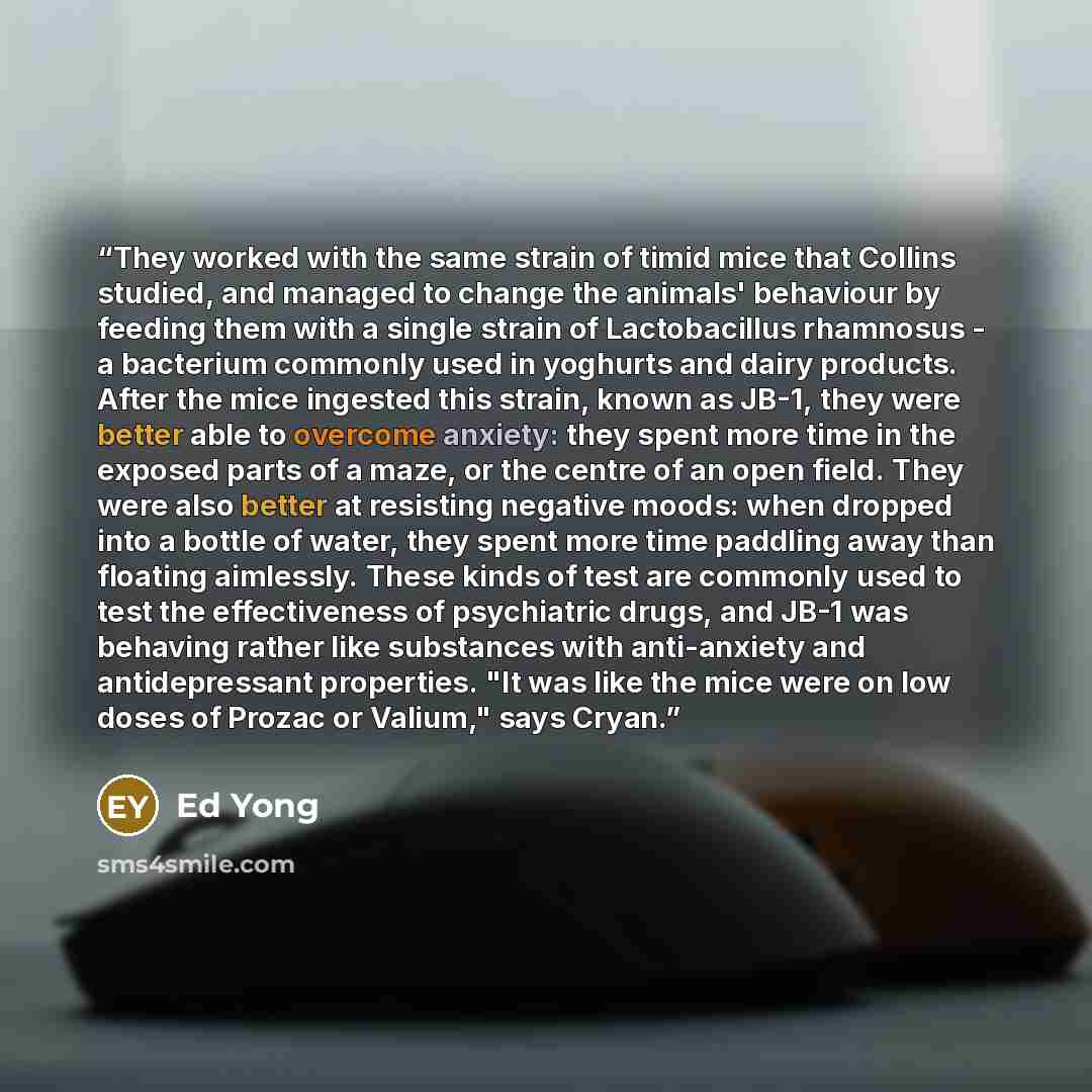 “They worked with the same strain of timid mice that Collins studied, and managed to change the animals' behaviour by feeding them with a single strain of Lactobacillus rhamnosus - a bacterium commonly used in yoghurts and dairy products. After the mice ingested this strain, known as JB-1, they…” quote by Ed Yong