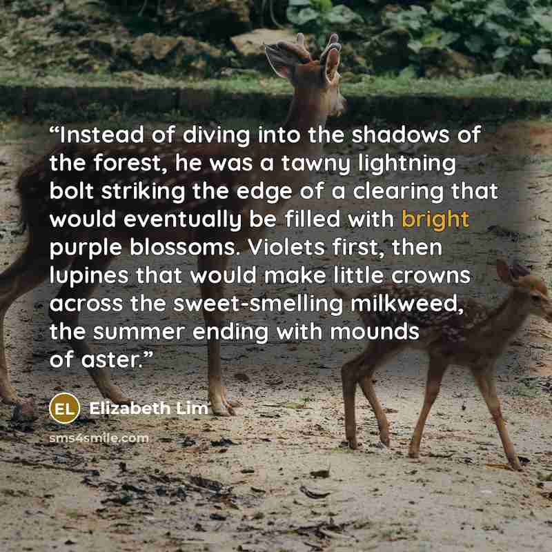 “Instead of diving into the shadows of the forest, he was a tawny lightning bolt striking the edge of a clearing that would eventually be filled with bright purple blossoms. Violets first, then lupines that would make little crowns across the sweet-smelling milkweed, the summer ending with mounds…” quote by Elizabeth Lim