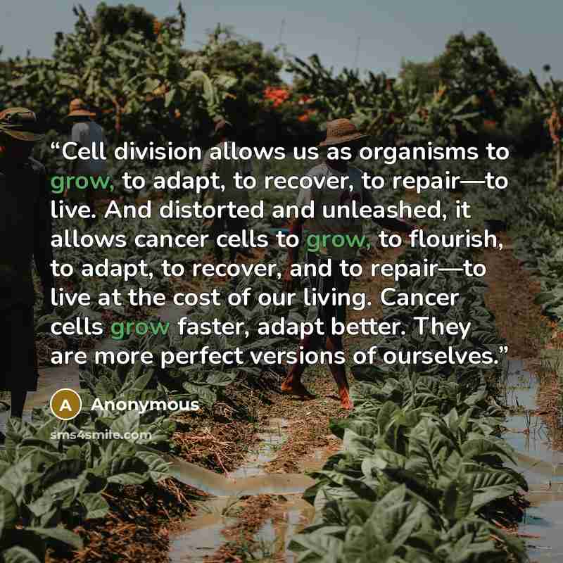 “Cell division allows us as organisms to grow, to adapt, to recover, to repair—to live. And distorted and unleashed, it allows cancer cells to grow, to flourish, to adapt, to recover, and to repair—to live at the cost of our living. Cancer cells grow faster, adapt better. They are more perfect…” quote by Anonymous