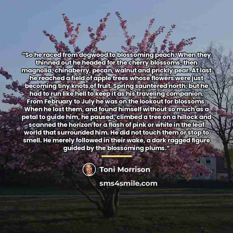 “So he raced from dogwood to blossoming peach. When they thinned out he headed for the cherry blossoms, then magnolia, chinaberry, pecan, walnut and prickly pear. At last he reached a field of apple trees whose flowers were just becoming tiny knots of fruit. Spring sauntered north, but he had to…” quote by Toni Morrison