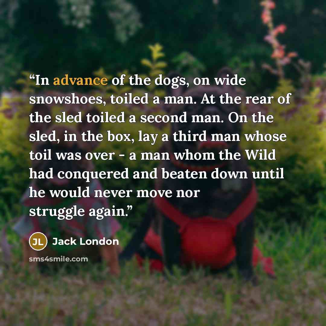 “In advance of the dogs, on wide snowshoes, toiled a man. At the rear of the sled toiled a second man. On the sled, in the box, lay a third man whose toil was over - a man whom the Wild had conquered and beaten down until he would never move nor struggle again.” quote by Jack London