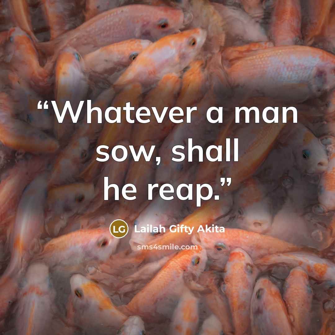 “Whatever a man sow, shall he reap.” quote by Lailah Gifty Akita