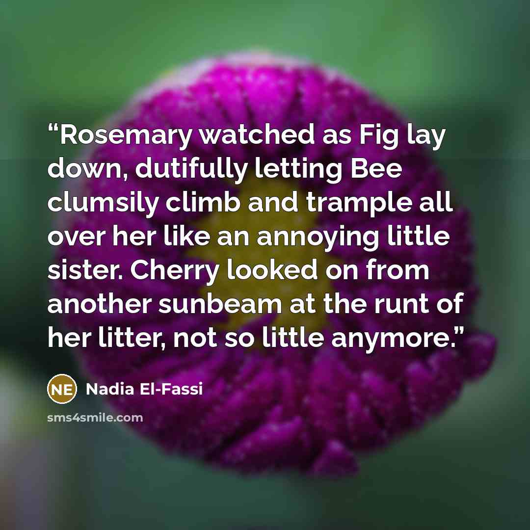 “Rosemary watched as Fig lay down, dutifully letting Bee clumsily climb and trample all over her like an annoying little sister. Cherry looked on from another sunbeam at the runt of her litter, not so little anymore.” quote by Nadia El-Fassi