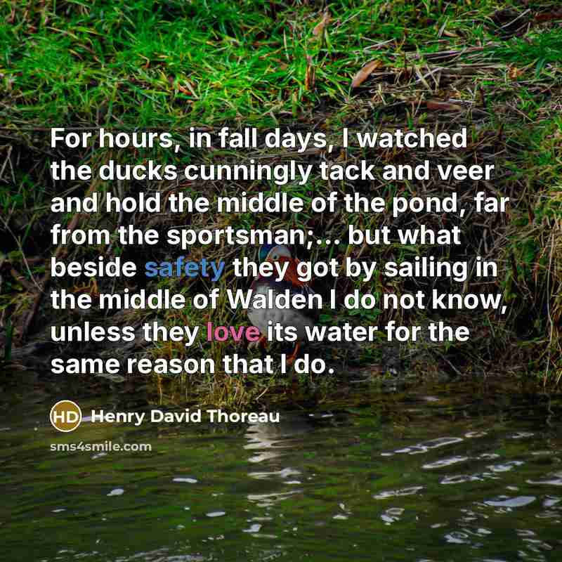 “For hours, in fall days, I watched the ducks cunningly tack and veer and hold the middle of the pond, far from the sportsman;... but what beside safety they got by sailing in the middle of Walden I do not know, unless they love its water for the same reason that I do.” quote by Henry David Thoreau
