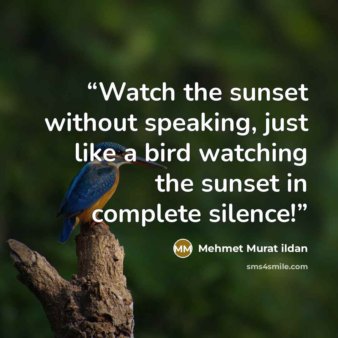 “Watch the sunset without speaking, just like a bird watching the sunset in complete silence!” quote by Mehmet Murat ildan