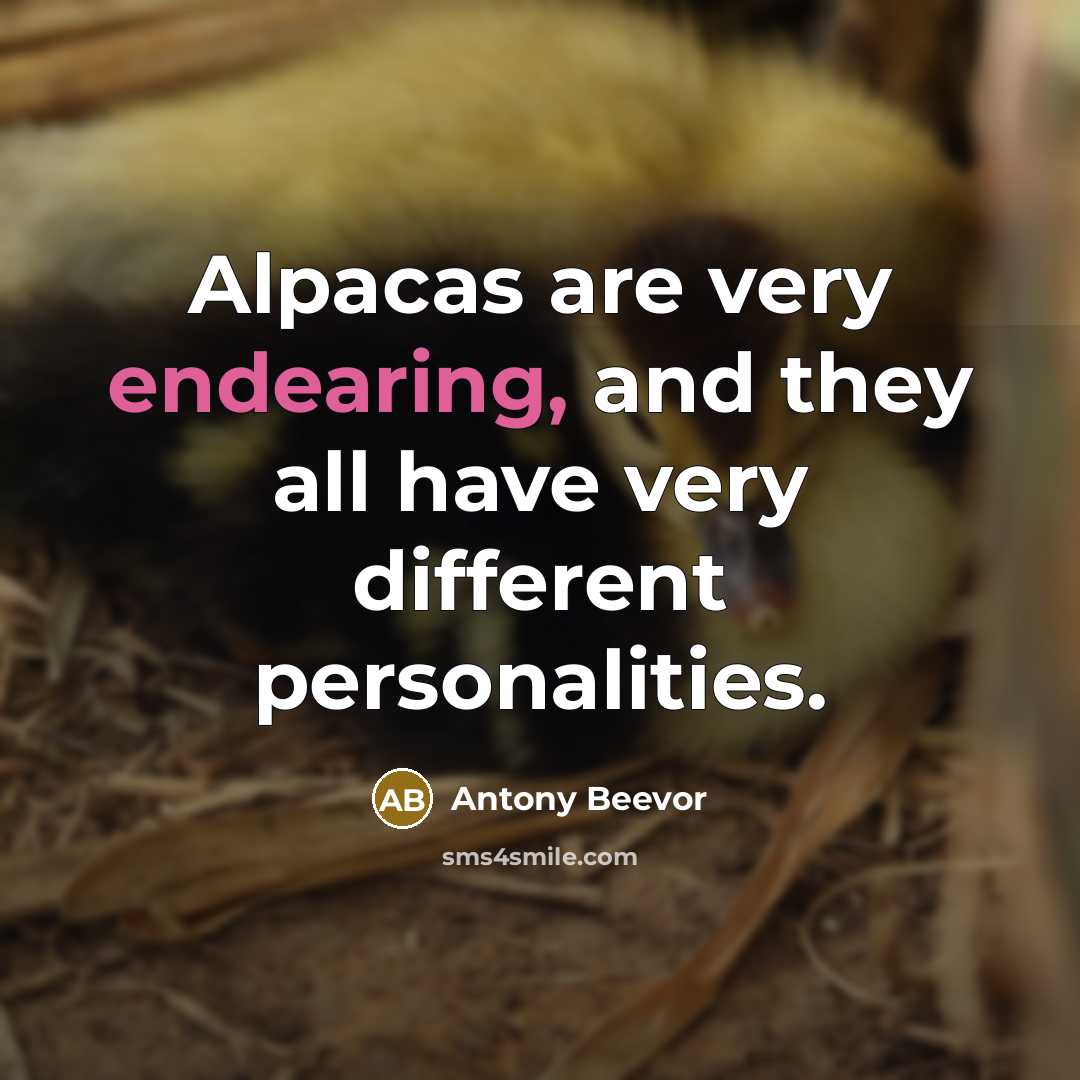 “Alpacas are very endearing, and they all have very different personalities.” quote by Antony Beevor