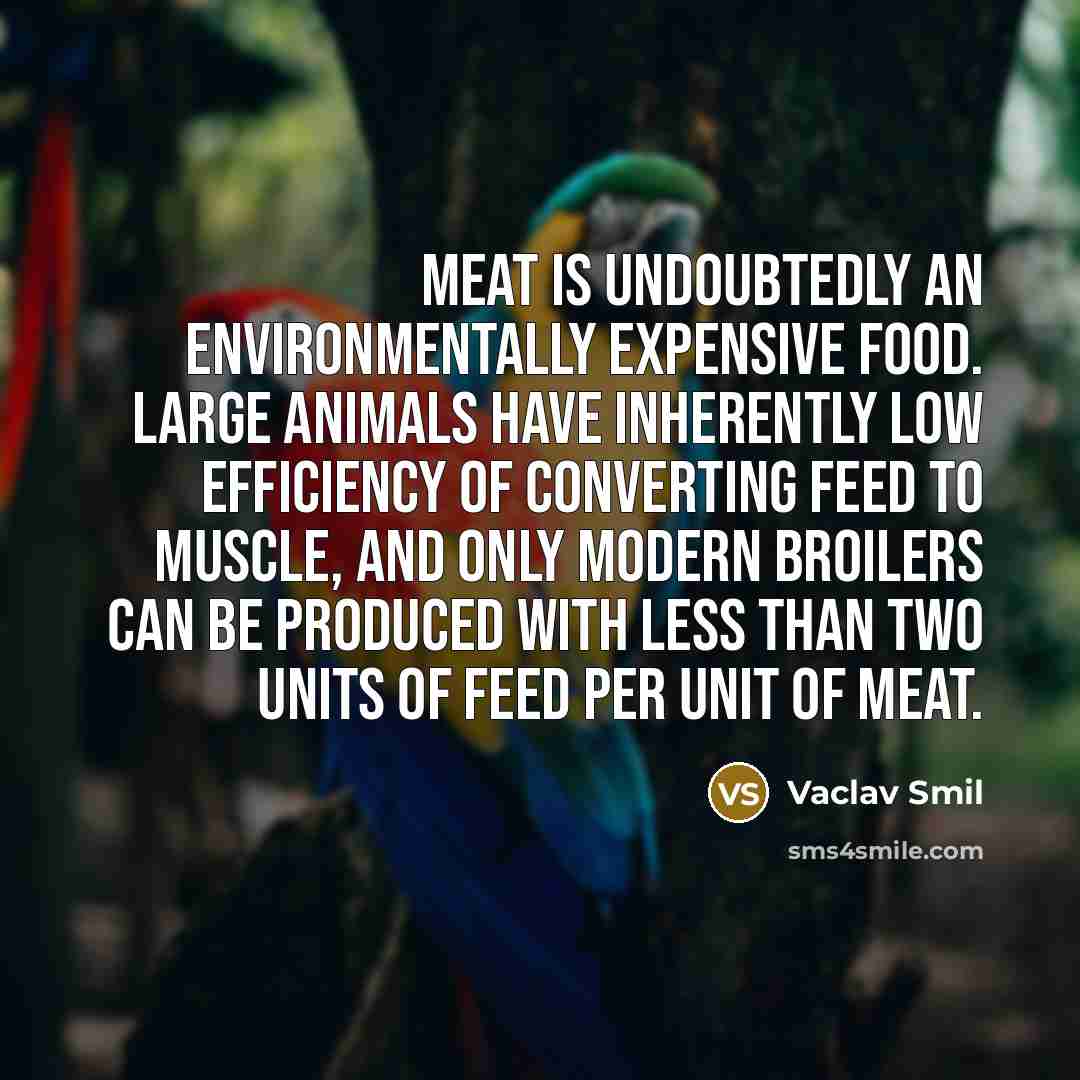 “Meat is undoubtedly an environmentally expensive food. Large animals have inherently low efficiency of converting feed to muscle, and only modern broilers can be produced with less than two units of feed per unit of meat.” quote by Vaclav Smil